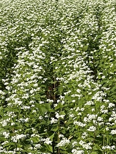 そばの花