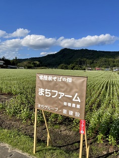 そばの花